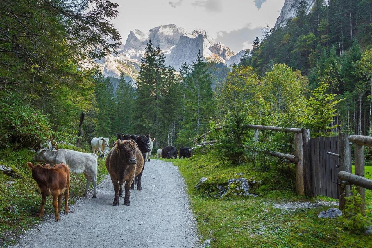 Almsternderl 2.0 - Gemuetliches Appartment In Gosau Esterno foto